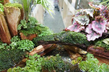 Aquascape tasarım içinde halk için görüntülenen küçük cam akvaryum. 