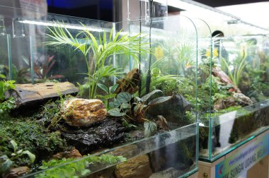 Aquascape tasarım içinde halk için görüntülenen küçük cam akvaryum. 