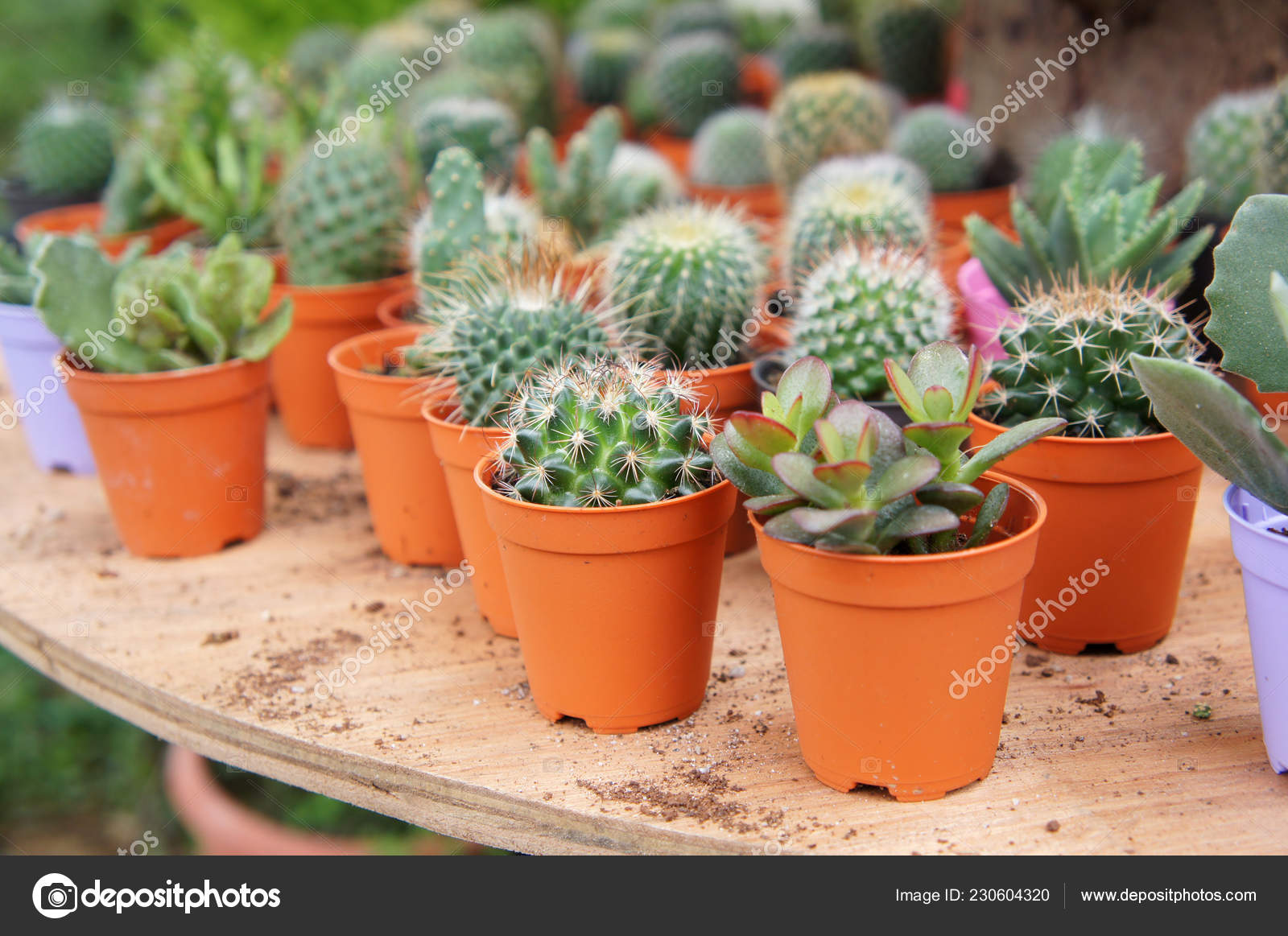 Group Small Colorful Cactus Planted Small Plastic Pots Used