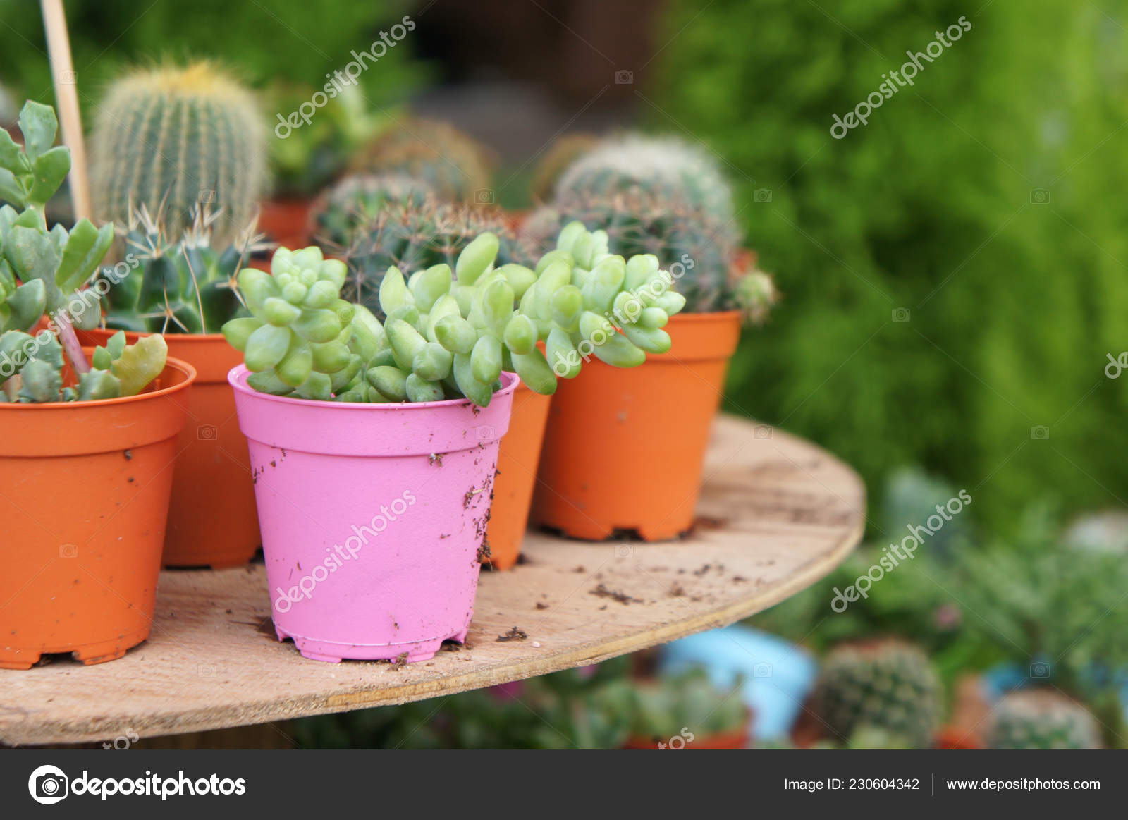 Group Small Colorful Cactus Planted Small Plastic Pots Used