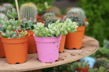 Grup küçük plastik kaplar ve bu küçük ve renkli kaktüs dekorasyon olarak kullanılır. 
