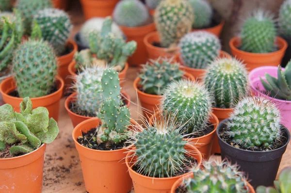 Grupp Små Och Färgglada Cactus Planterade Små Plastkrukor Och Det — Stockfoto