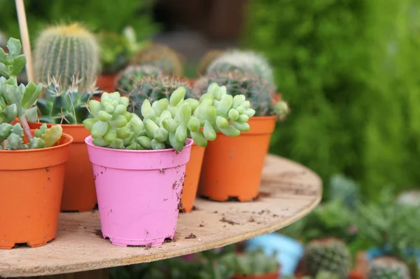 Grupo Cactus Pequeños Coloridos Plantados Pequeñas Macetas Plástico Utiliza Como — Foto de Stock