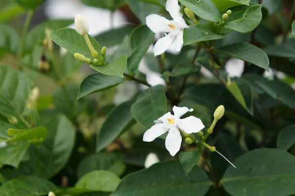 그리고 꽃입니다 과학적인 이름은 Officinale입니다 아시아 지역에서 전통적인 Medcine로 — 스톡 사진