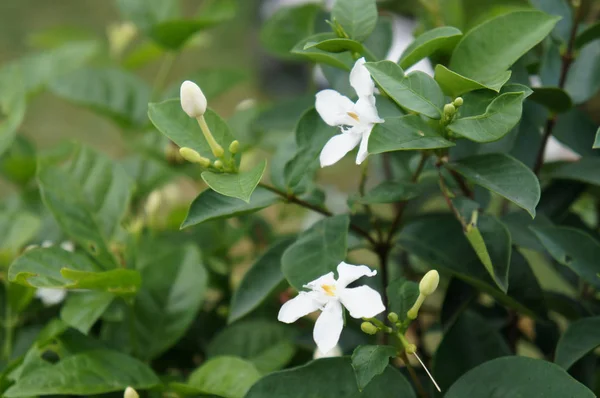 Jasmine plant and flower. Scientific name is Jasminum officinale. Use as traditional medcine in asia region.