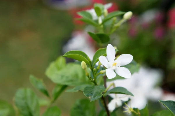 Jasmine plant and flower. Scientific name is Jasminum officinale. Use as traditional medcine in asia region.