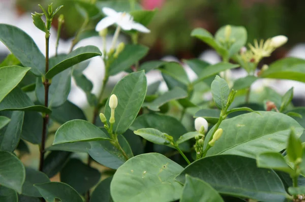 Jasmine plant and flower. Scientific name is Jasminum officinale. Use as traditional medcine in asia region.