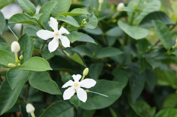 Yasemin bitki ve çiçek. Jasminum officinale bilimsel adıdır. Asya bölgesinde geleneksel medcine olarak kullanın. 