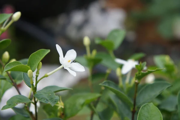 Jasminpflanze Und Blüte Wissenschaftlicher Name Ist Jasminum Officinale Verwendung Als — Stockfoto