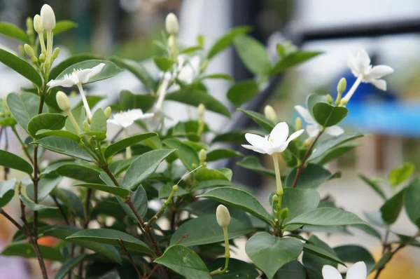 Bloemen Jasmijn Planten Wetenschappelijke Naam Jasminum Officinale Gebruiken Als Traditionele — Stockfoto