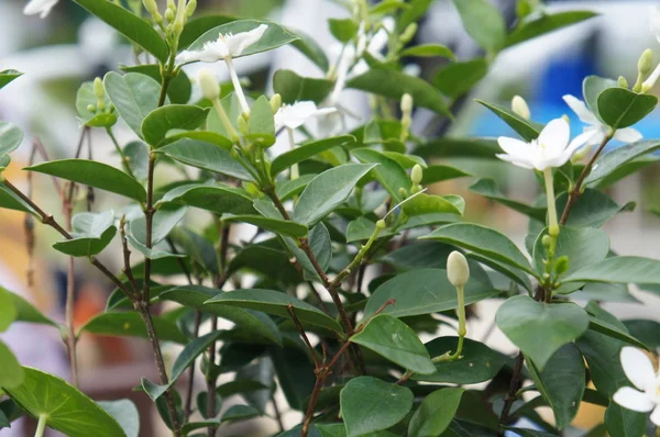 Bloemen Jasmijn Planten Wetenschappelijke Naam Jasminum Officinale Gebruiken Als Traditionele — Stockfoto