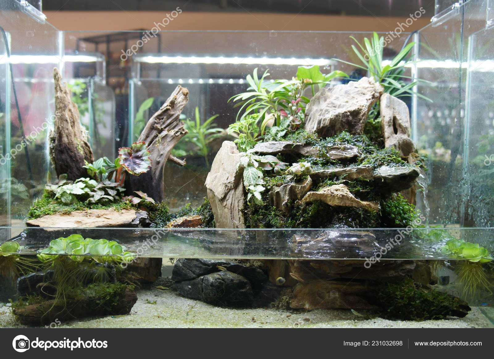 Terrarium Design Glass Aquarium Displayed Public Stock Photo by ©Aisyaqilumar 231032698