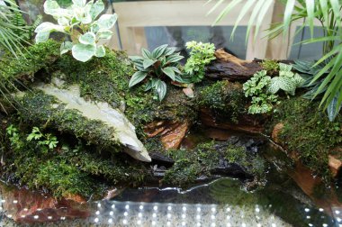 Aquascape ve terrarium tasarım içinde halk için görüntülenen küçük cam akvaryum. 
