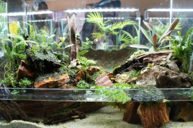 Aquascape ve terrarium tasarım içinde halk için görüntülenen küçük cam akvaryum. 