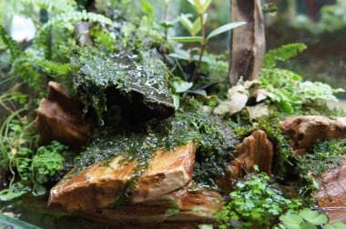 Aquascape ve terrarium tasarım içinde halk için görüntülenen küçük cam akvaryum. 