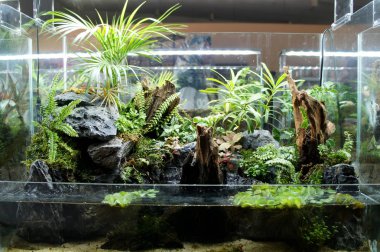 Aquascape ve terrarium tasarım içinde halk için görüntülenen küçük cam akvaryum. 