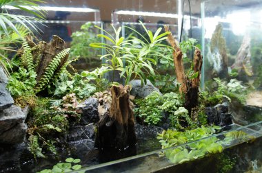 Aquascape ve terrarium tasarım içinde halk için görüntülenen küçük cam akvaryum. 