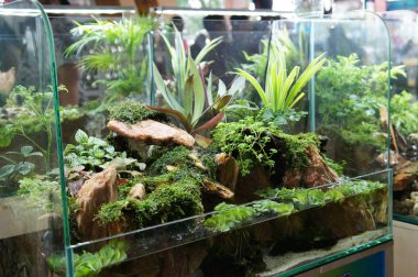 Aquascape ve terrarium tasarım içinde halk için görüntülenen küçük cam akvaryum. 