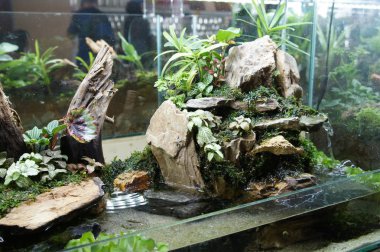 Aquascape ve terrarium tasarım içinde halk için görüntülenen küçük cam akvaryum. 