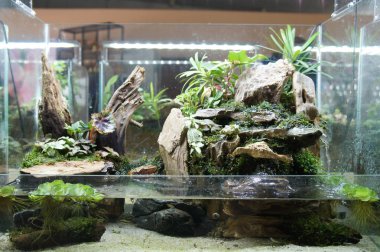 Aquascape ve terrarium tasarım içinde halk için görüntülenen küçük cam akvaryum. 