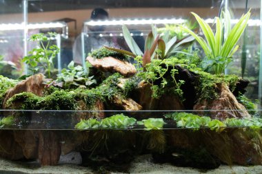 Aquascape ve terrarium tasarım içinde halk için görüntülenen küçük cam akvaryum. 