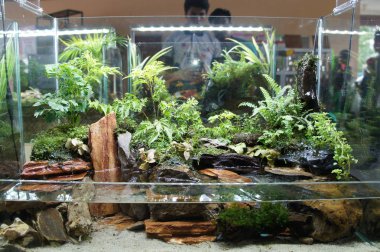 Aquascape ve terrarium tasarım içinde halk için görüntülenen küçük cam akvaryum. 