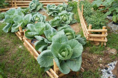 Yeşil lahana veya lahana başlı sebze.