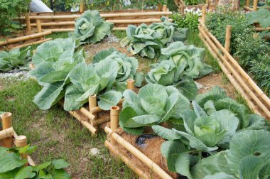 Yeşil lahana veya lahana başlı sebze.