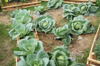 Yeşil lahana veya lahana başlı sebze.