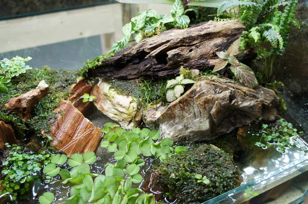 Aquascape Und Terrarium Design Kleinen Glasaquarien Für Die Öffentlichkeit Ausgestellt — Stockfoto