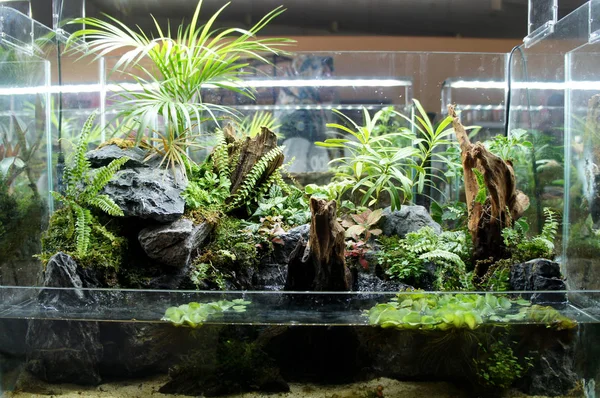 Complete Terrarium Design Kleine Glazen Aquarium Weergegeven Voor Publiek — Stockfoto