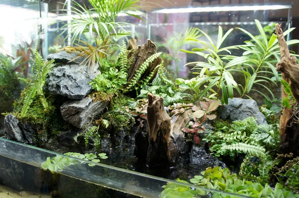 Aquascape Και Terrarium Σχεδίαση Μικρό Γυάλινο Ενυδρείο Εμφανίζεται Για Κοινό — Φωτογραφία Αρχείου