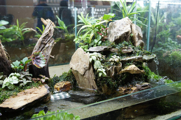 Aquascape and terrarium design in small glass aquarium displayed for public. 