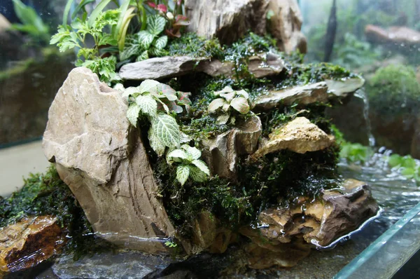 Diseño Acuario Terrario Acuario Vidrio Pequeño Expuesto Público —  Fotos de Stock