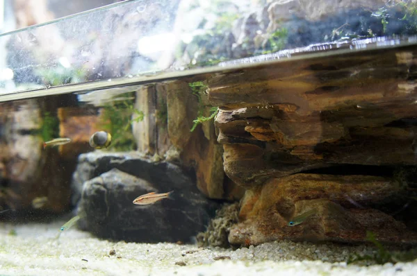 Aquascape Terrarium Projekt Małym Szklanym Akwarium Wyświetlane Dla Społeczeństwa — Zdjęcie stockowe