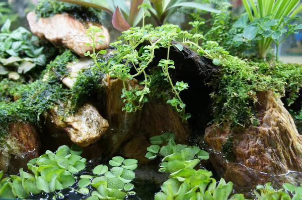 Aquascape Und Terrarium Design Kleinen Glasaquarien Für Die Öffentlichkeit Ausgestellt — Stockfoto