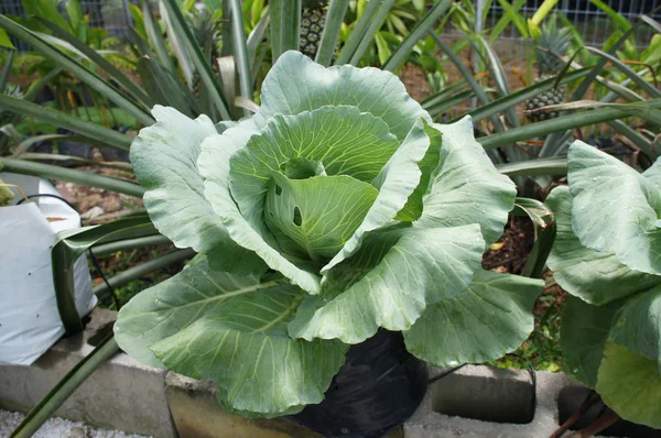 Green Cabbage Headed Cabbage Vegetable — Stock Photo, Image