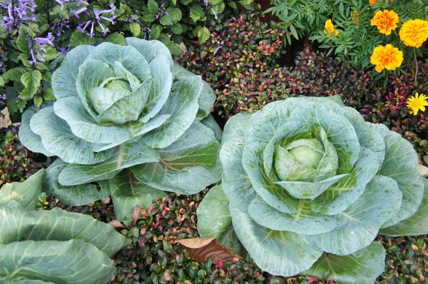 Green Cabbage Headed Cabbage Vegetable — Stock Photo, Image