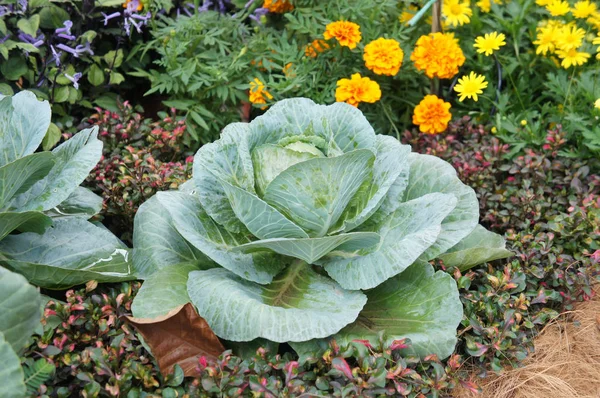 Green Cabbage Headed Cabbage Vegetable — Stock Photo, Image