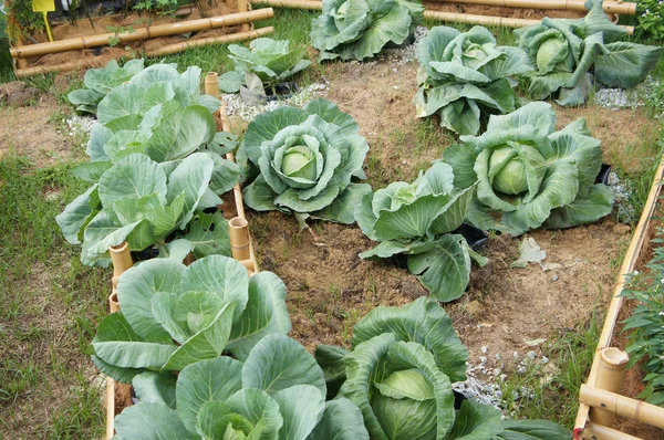 Yeşil lahana veya lahana başlı sebze.