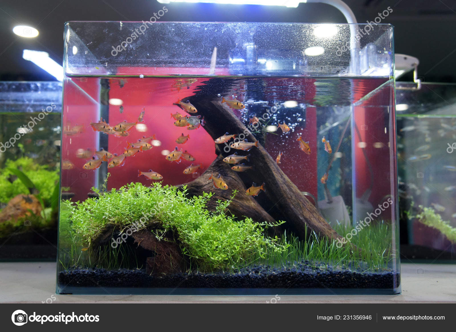 660+ Aquarium Design Group.com Gratis Terbaik
