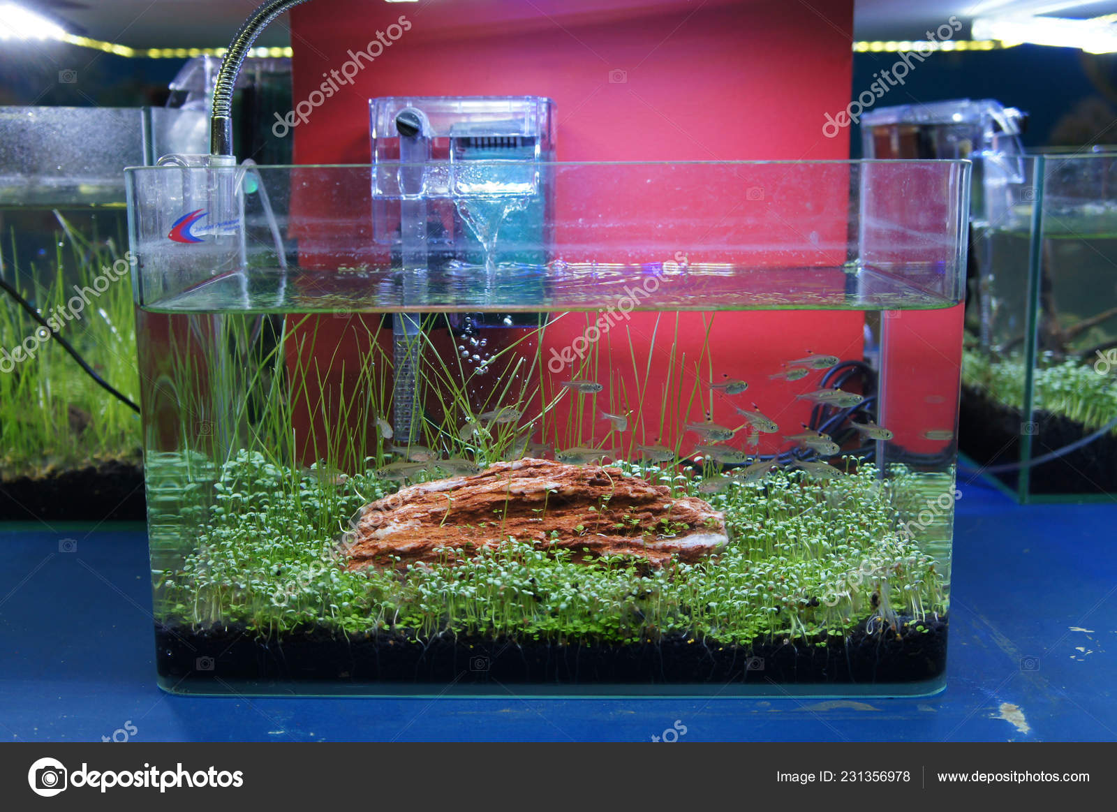 720 Design Aquarium Aquascape Gratis