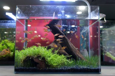 Aquascape ve terrarium içinde bir küçük cam akvaryum küçük balık grup tasarım yapın. Kamu için görüntülenir. 