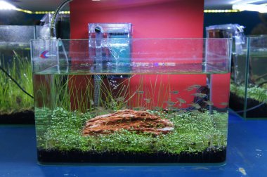 Aquascape ve terrarium içinde bir küçük cam akvaryum küçük balık grup tasarım yapın. Kamu için görüntülenir. 