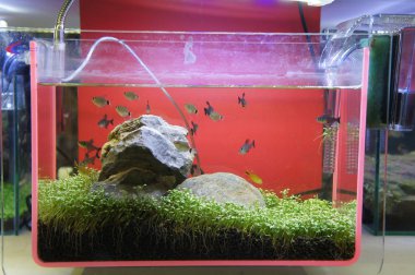 Aquascape ve terrarium içinde bir küçük cam akvaryum küçük balık grup tasarım yapın. Kamu için görüntülenir. 