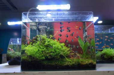Aquascape ve terrarium içinde bir küçük cam akvaryum küçük balık grup tasarım yapın. Kamu için görüntülenir. 