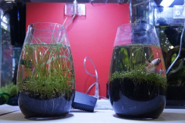 Aquascape ve terrarium içinde bir küçük cam akvaryum küçük balık grup tasarım yapın. Kamu için görüntülenir. 