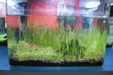 Aquascape ve terrarium içinde bir küçük cam akvaryum küçük balık grup tasarım yapın. Kamu için görüntülenir. 