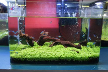 Aquascape ve terrarium içinde bir küçük cam akvaryum küçük balık grup tasarım yapın. Kamu için görüntülenir. 