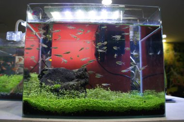 Aquascape ve terrarium içinde bir küçük cam akvaryum küçük balık grup tasarım yapın. Kamu için görüntülenir. 